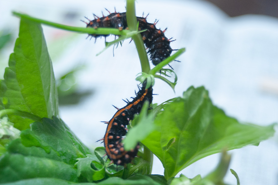 葉っぱを食べる幼虫