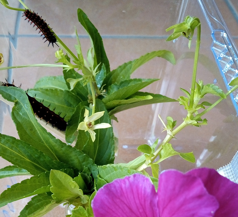 虫かごに入れたツマグロヒョウモンの幼虫