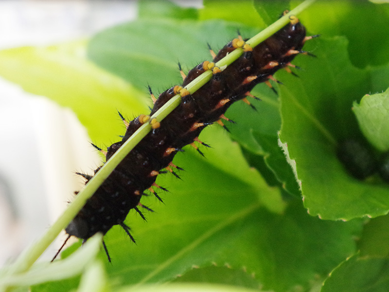 パンジーの茎に掴まる