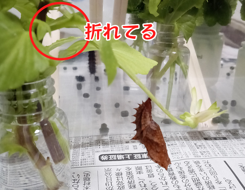 茎の先でさなぎになる