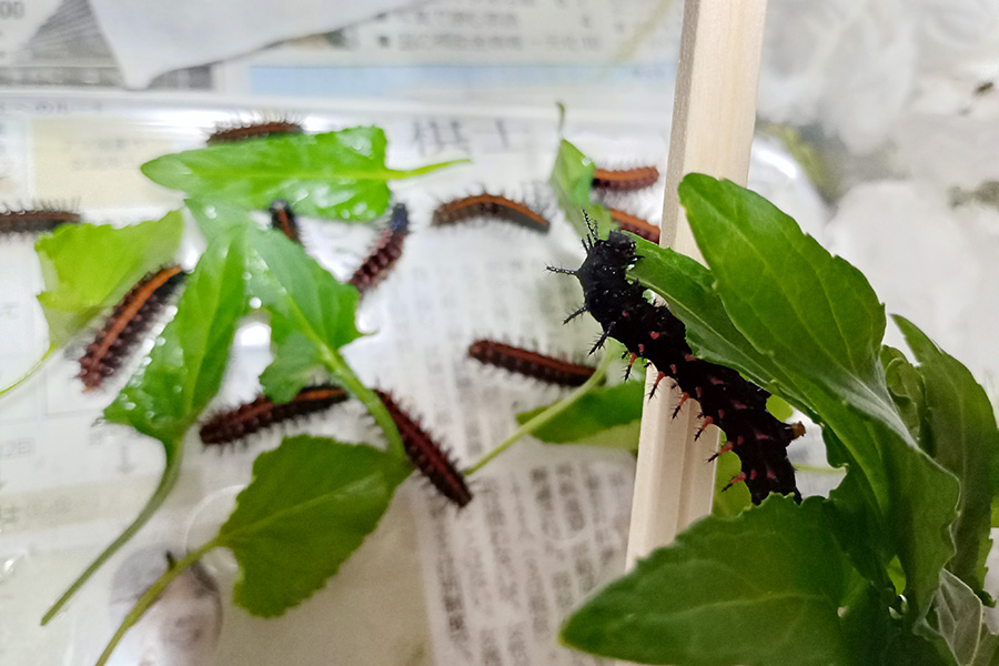 死んでいく幼虫と大きくなった幼虫