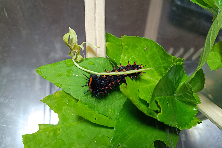 大きくなってきた幼虫