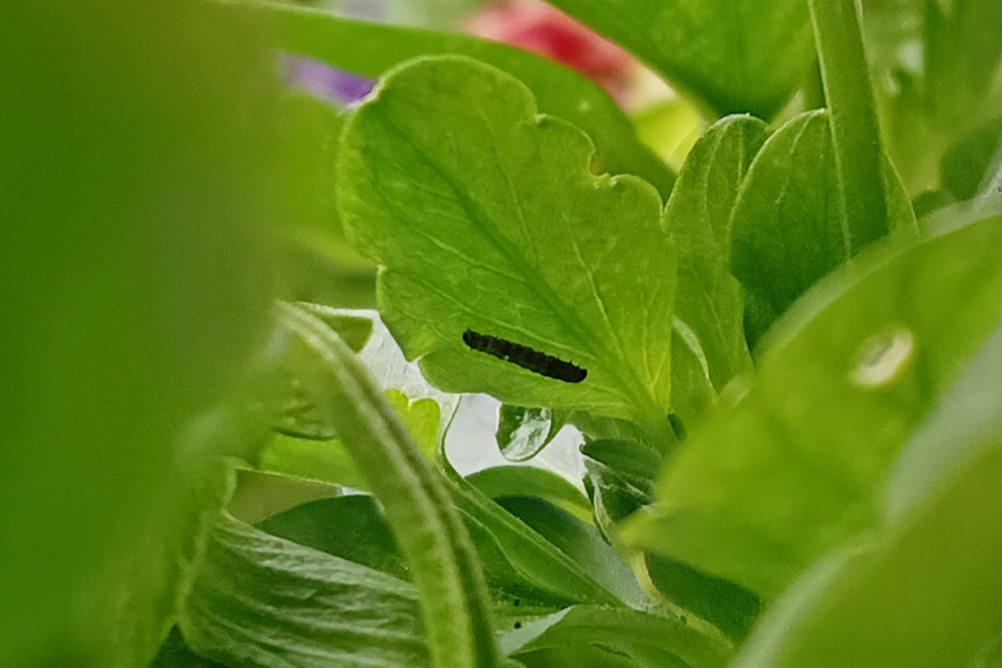 葉っぱの裏にいるツマグロヒョウモンの幼虫